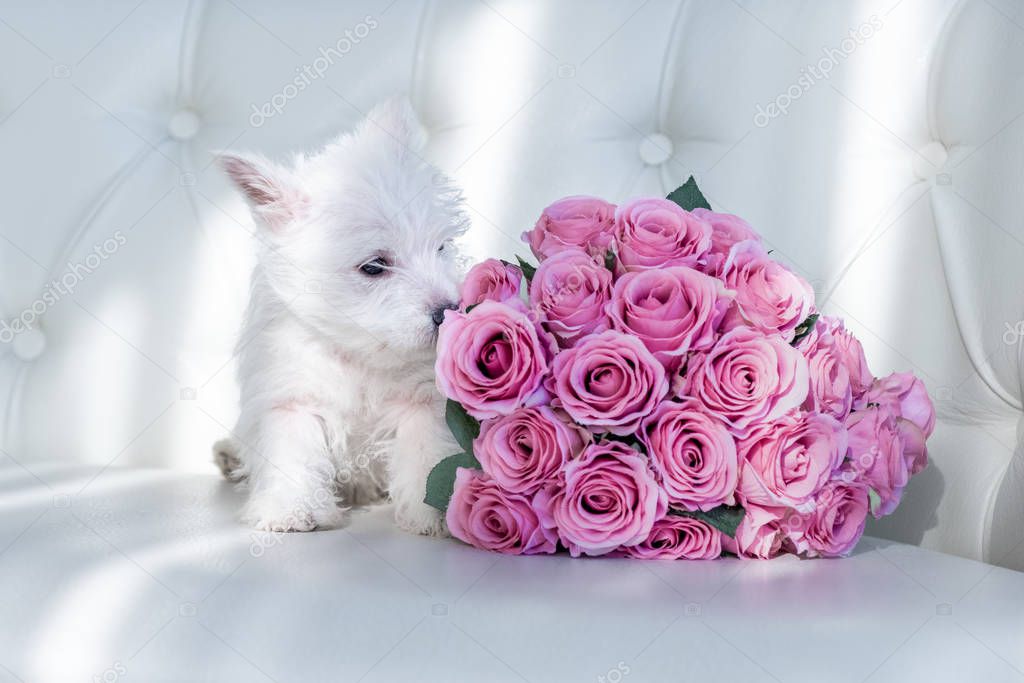 Westie Highland White Terrier puppy on a sofa with a bouquet of roses