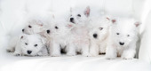 Šest štěňátek West Highland White Terrier sedí spolu