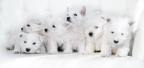 Seis filhotes West Highland White Terrier sentar juntos — Fotografia de Stock