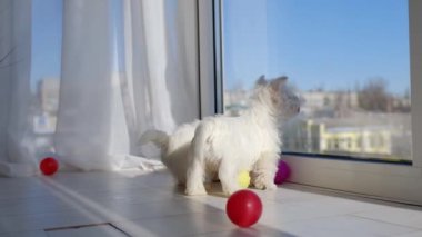 West Highland White Terrier 'de bir sürü köpek yavrusu var.