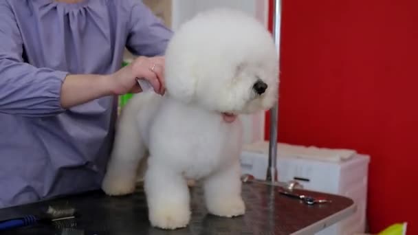 Ein Weißer Hund Wird Einem Friseursalon Geschoren Pflege Des Bichon — Stockvideo