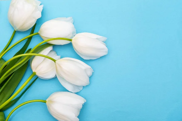 Ramo de tulipanes blancos sobre fondo azul. Hermoso ramo de siete tulipanes blancos, espacio para copiar. El concepto de día de la mujer, día de la madre, cumpleaños, día de San Valentín. Fondo de primavera con tulipanes —  Fotos de Stock