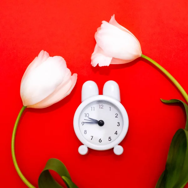 Reloj despertador blanco y delicados tulipanes blancos sobre fondo rojo. Vista desde arriba. Un tiempo de amor y felicitaciones . —  Fotos de Stock