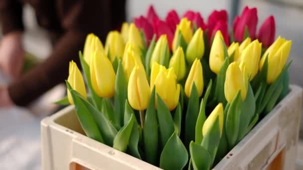 Floristas em uma estufa coletam buquês de tulipas para entrega — Vídeo de Stock