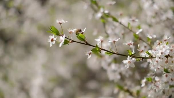 Gyönyörű természet háttér virágzó cseresznye és egy méh. Tavaszi virágok. Gyönyörű gyümölcsös elvont elmosódott háttér. — Stock videók