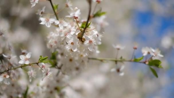 Gyönyörű cseresznyefák. Háttér virágzó virágokkal tavasszal. — Stock videók