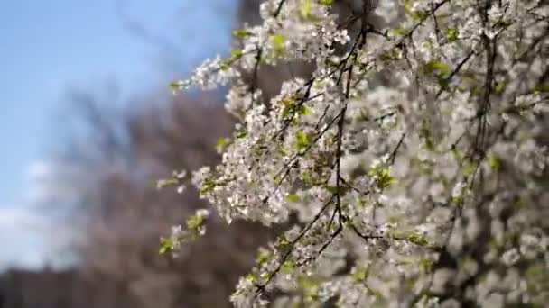 Beaux cerisiers à fleurs. Arrière-plan avec des fleurs en fleurs au printemps. — Video