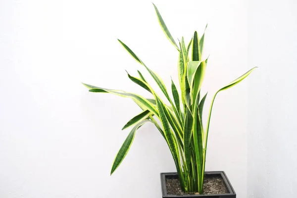 Sansevieria trifasciata plant on a white background. Other name: Snake plant, mother-in-law\'s tongue, viper bowstring.