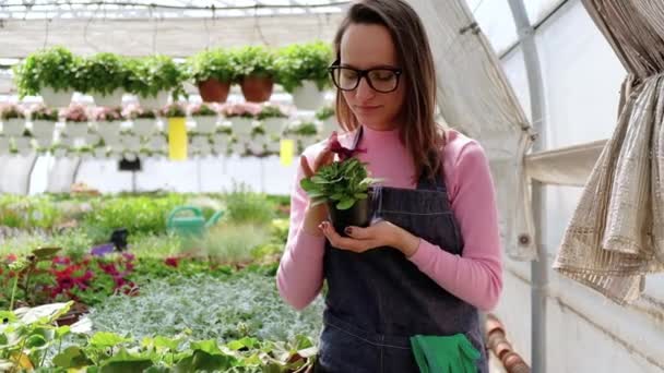 Mujeres trabajando en un invernadero con plantas de flores — Vídeo de stock