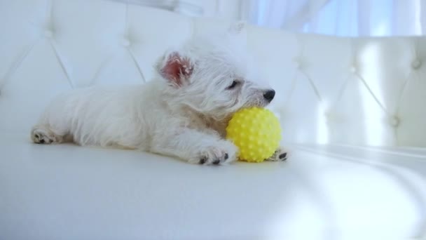 Anak anjing bermain dengan bola di rumah di sofa — Stok Video