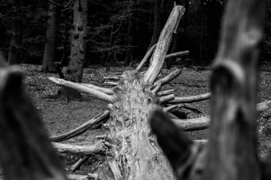 Düşmüş ağaç, kaapse orman