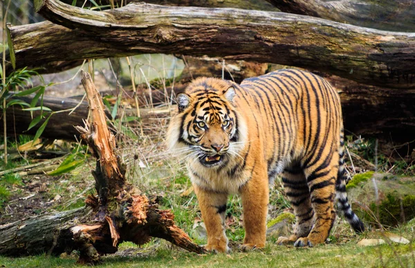 Tigre Bengala Alias Kingtiger —  Fotos de Stock