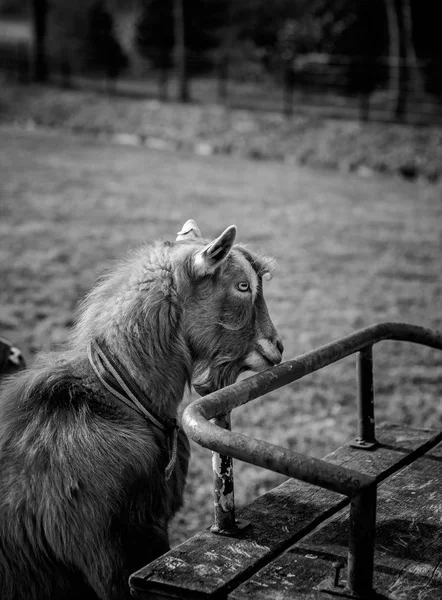 フェンスでくんくんかぐヤギ — ストック写真