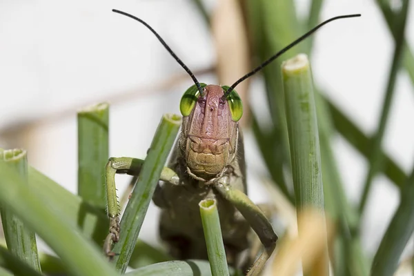 Locust in the chives — Stock Photo, Image