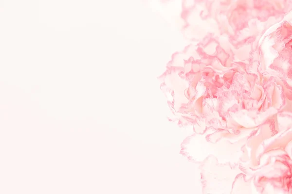 Růžové kytice karafiátů. — Stock fotografie