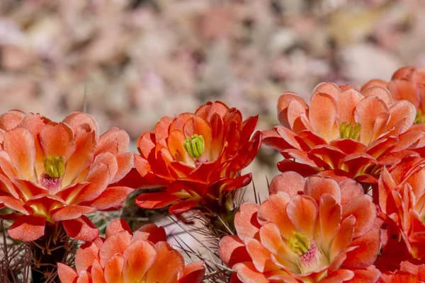 Bellissimi fiori di cactus selvatici del deserto in fiore . — Foto Stock