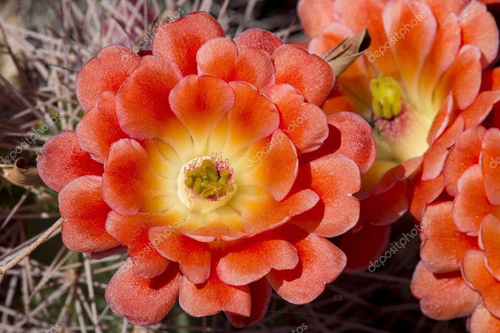 Beautiful blooming wild desert cactus flowers. — Stock Photo