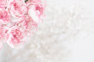 pembe karanfil çiçek.