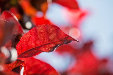 Güneş ışığı ile kırmızı yaprak.