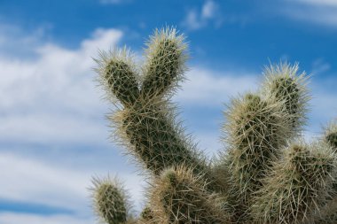 Arizona Çölü'nde Cholla kaktüs.