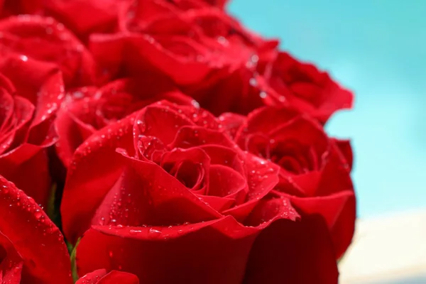 Close up de rosas vermelhas e gotas de água. — Fotografia de Stock