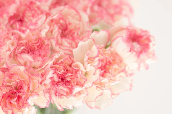 Bouquet de fleurs oeillet rose . — Photo