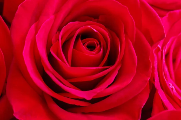 Red rose close up, — Stock Photo, Image