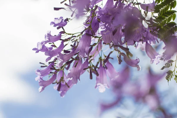 Jacaranda květiny v modré obloze. — Stock fotografie