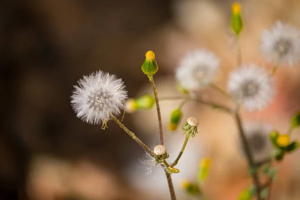 O fundamento comum (Senecio vulgaris ). — Fotografia de Stock