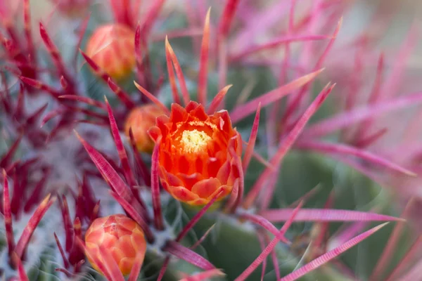 Red cactus flowers in desert. — Stock Photo, Image