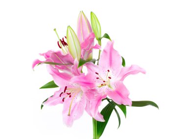 Pembe lilyum demet izole üzerinde beyaz arka plan.