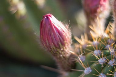 Kaktüs tomurcukları yakın çekim.