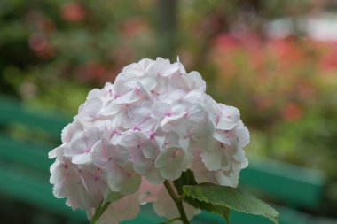 Hydrengeas çiçek .blooming 