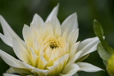 Güzel beyaz dahlias bahçede.