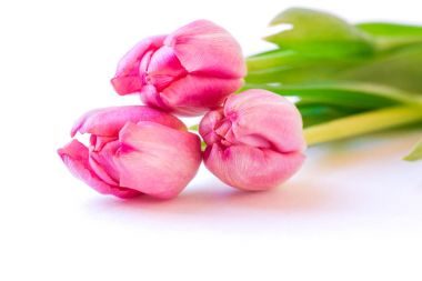 Beyaz arkaplanda pembe laleler.