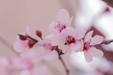 Prunus cerasoides pembe çiçek.