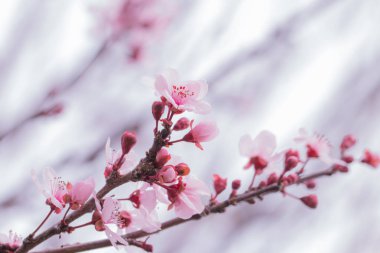 Prunus cerasoides pembe çiçek.