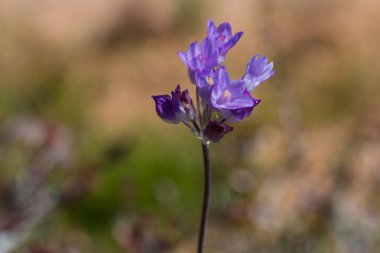 Mavi dicks (Dichelostemma capitatum).