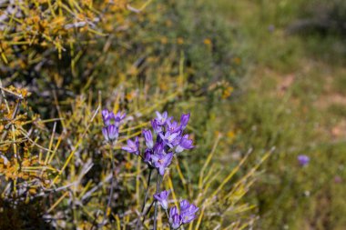 Mavi dicks (Dichelostemma capitatum).