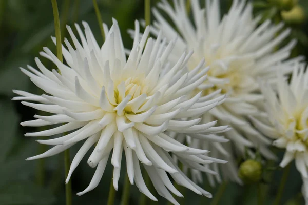 Beautiful white dahlias in the garden. — Stock Photo, Image