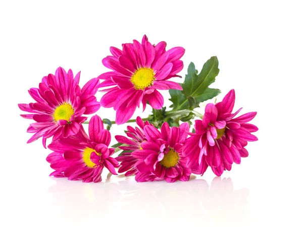 pembe krizantem yakın çekim.