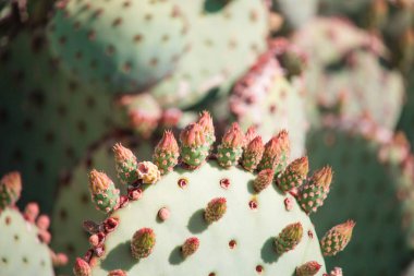 Kaktüs tomurcukları yakın çekim.