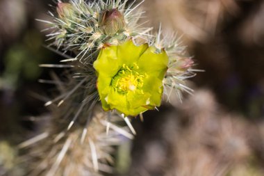 Güzel çiçek vahşi çöl sarı kaktüs çiçek.