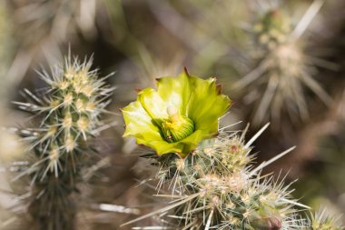 Güzel çiçek vahşi çöl sarı kaktüs çiçek.
