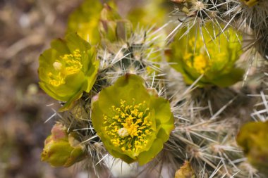 Güzel çiçek vahşi çöl sarı kaktüs çiçek.