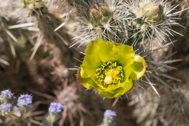 Güzel çiçek vahşi çöl sarı kaktüs çiçek.
