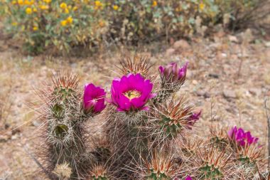 Güzel çiçek vahşi çöl pembe kaktüs çiçek.