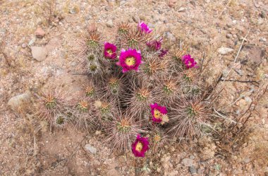 Güzel çiçek vahşi çöl pembe kaktüs çiçek.