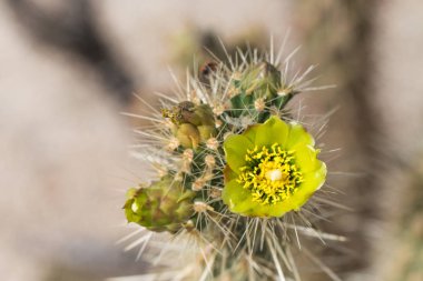 Güzel çiçek vahşi çöl sarı kaktüs çiçek.