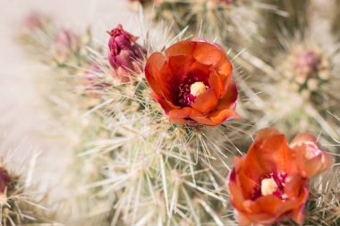 Güzel çiçek vahşi çöl kaktüs çiçek.